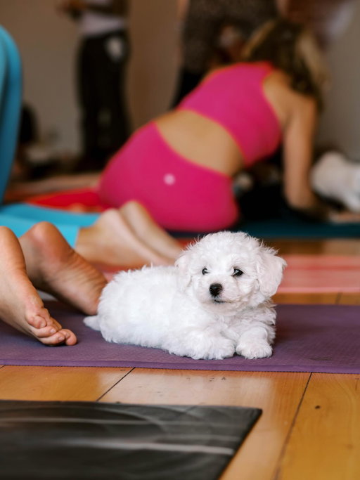 some cute pics from yesterdays puppy yoga 

We appreciate @burlingtonpyc for planning this event in support of our rescue. Proceeds from tickets will help us continue to care for these guys until they are are adopted. 

There were lots of smiles in the room, that’s for sure 💞

Thanks for the pics 📸 @brelikesdogs 

Not all puppy yoga should be treated equally. We highly recommend looking for puppy yoga that supports rescue organizations.

P.S. all of the puppies have adoptions pending