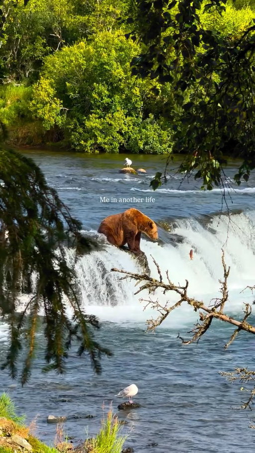 2pm in Katmai NP 🐻 

#alaska #travel #grizzly #shotoniphone
