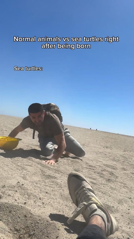 Normal animals vs sea turtles right after being born. #reels #skit #comedy #funny