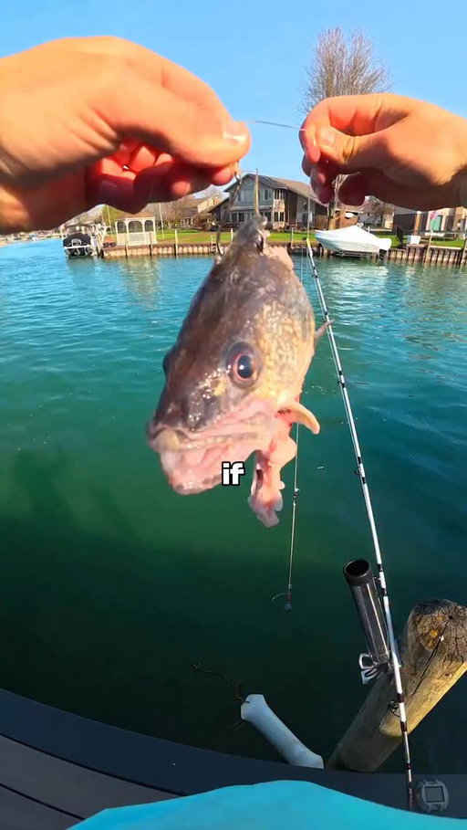 Today I fished with giant cut bait to see if I could catch a monster 🐟🎣 

#fishing #fish #outdoors
