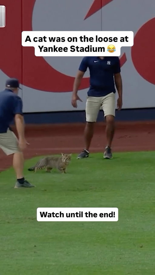 That time a cat ran loose at Yankee Stadium during a game against the Orioles 🐈

Fans started chanting “Let’s go cat!” 😂

#mlb #nyyankees #yankees #baseball #cat