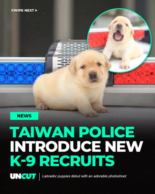 Taiwan’s police just introduced their newest recruits and they’re adorable 🐶🚔⁠
⁠
The New Taipei City Police Department unveiled Labrador puppies in a photoshoot, with the pups set to join K-9 anti-bomb, anti-drug, and blood detection units after foster care and training starting around 12–24 months old 🦮⁠
⁠
What do y’all think⁉️👀⁠
⁠
📸: New Taipei City Police Department
