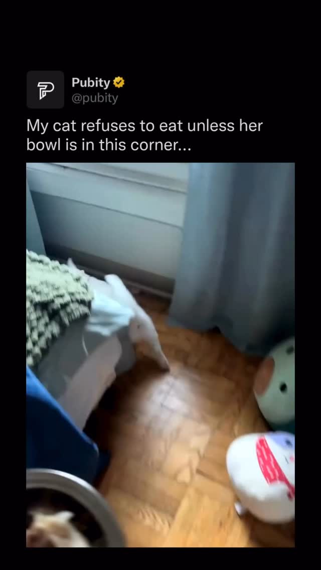 🐱

Cats often pick a single eating spot because it triggers something called “geofence comfort.” They map safe corners by scent, vibration, and sightlines, so once a bowl gets associated with a specific patch of floor, the rest of the room reads as exposed. Move the bowl six feet and her brain says “exposed flank, do not eat.” It’s the same instinct that makes outdoor cats refuse food on open ground. So she’s not being weird, she’s running a 4 million year old feline security protocol.

(@brooke_denman via Collab)

#cats