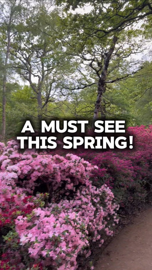 The Isabella Plantation in Richmond is back in bloom 🌸✨

This is one of the most beautiful natural occurring phenomena in London

The Isabella Plantation is full of azaleas, which blossom around April and May 🌺

And the collective collection of these azaleas brings the most beautiful display of flowers and bushes you will see in the city

It is completely free to visit 🙌🏾

It’s located in Richmond Park 📍

The best way to get here is via the Bloomfield Gate in Richmond Park, which can be accessed by the 85 bus or the K3 bus, getting off at Warren Road 🚌

It’s about a 5 minute walk from Bloomfield Gate

You have a couple of weeks to check this out!!!

Come through,

But until then, find your hidden gem 💎

#hiddengemslondon #richmondpark #isabellaplantation #azaleas #explorelondon