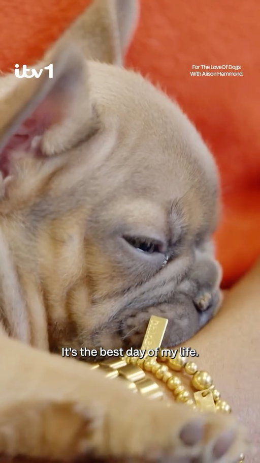 🥹"It's the best day of my life..."

We don't blame you for feeling that way, Alison!

Watch a brand new series of For The Love of Dogs on ITVX

#dogsofinstagram #fortheloveofdogs #dogtok