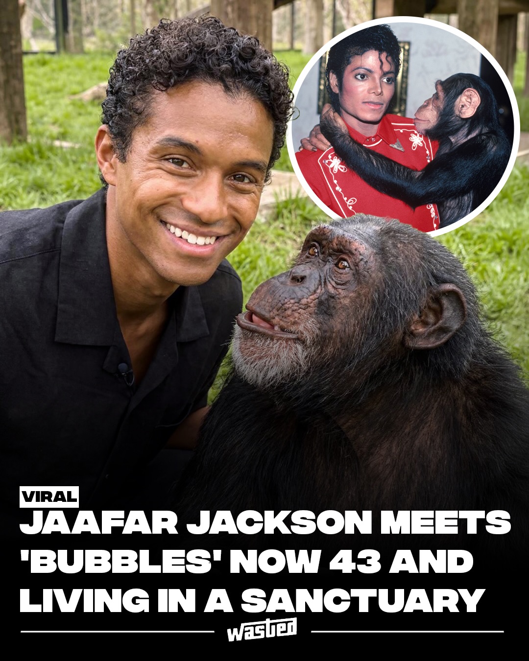 Bubbles, the chimpanzee who became one of the most photographed animals in pop culture through his years with Michael Jackson, is now 43 and living at the Center for Great Apes in Florida, the sanctuary that took him in 2005. He shares the facility with roughly 30 other chimps and orangutans, most retired from entertainment, research, or the exotic pet trade.

Public attitudes about keeping primates as companions have shifted hard since Bubbles first appeared in tabloids in the 1980s. The U.S. Captive Primate Safety Act, reintroduced in Congress multiple times, would ban private ownership of monkeys and apes outright. Chimpanzees can live 50 to 60 years in captivity.

A recent visit from Jaafar Jackson, Michael's nephew, drew fresh attention to Bubbles and to how much the conversation has changed.

Sources: Center for Great Apes, Associated Press.

Media: Center for Great Apes