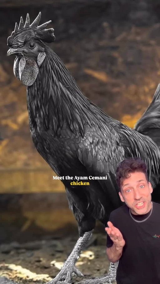 The Lamborghini of Chickens 👀 #funfact #didyouknow
