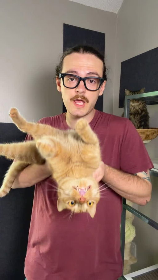 Teaching my cat to be a backpack cat #catsofinstagram #travelcat #walking #orangecatbehavior #catdad