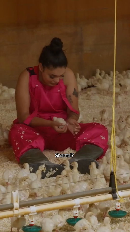 De kuikentjes voelden zich gelukkig wel lekker thuis bij Shanta 🥲 #HAKN #HAKNS2 #HakkenOverDeSloot