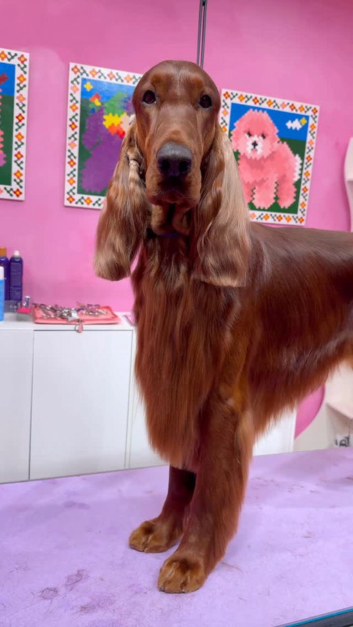 He is literally shining 
.
Thank you @gabrielfeitosagrooming for being you 😘
.
@two.big.reds Vincents account 
.
#dogs #doggrooming #irishsetter