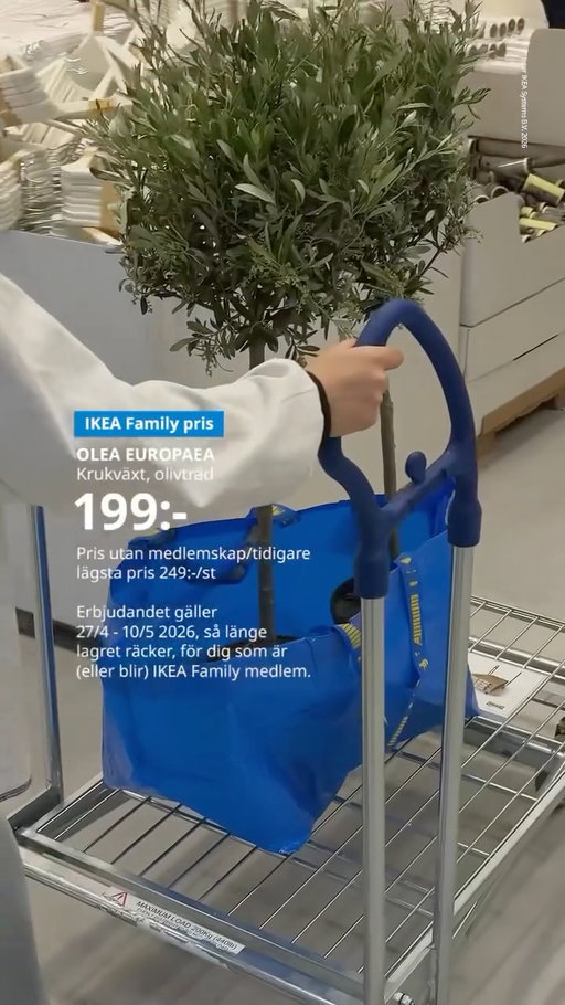 ☀️ + 🫒 = Sant! 💛
Team olivträd: JA eller JA? 😍
 
Passa på! OLEA EUROPAEA Olivträd, 22 cm för IKEA Family pris 199:- (pris utan medlemskap/tidigare lägsta pris: 249:-).

Erbjudandet gäller 27/4 - 10/5 2026, så länge lagret räcker, för dig som är (eller blir) IKEA Family medlem.
 
#IKEASverige #olivträd #växter #sol #vår‌
