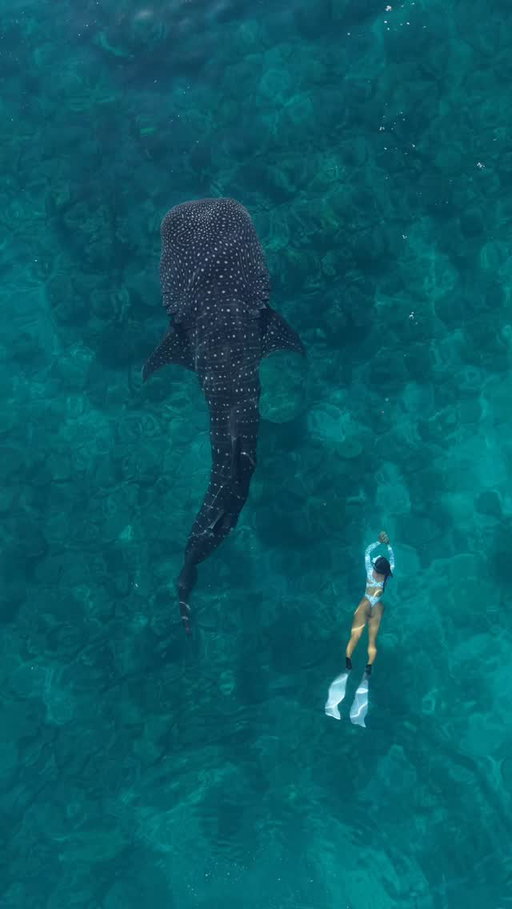 That perfect ocean calm with crystal clear water and both whale sharks and manta rays cruising through… this is the moment 🌊💙

🎥 | @moddu__ 

#hithatours #visitmaldives #hithamaldives #maldives
