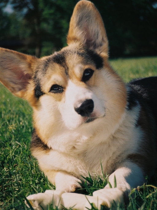 Moosh ik kan niet geloven dat je er niet meer bent 😞. Alles beleefden we samen, je bent echt bij elke belangrijke fase in mijn leven aanwezig geweest. Mijn eerste dierenkindje, ik mis je zo. Onze avonturen zitten voor altijd in mijn hart moosball, until we meet again 🕊️😞💗