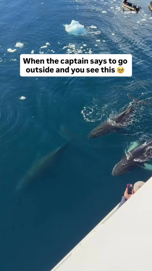 Views right off the side of our expedition ship in Antarctica 😭🐋

Is Antarctica on your bucket list? 👀 

If you want the 🔗 to this exact trip just follow and comment “ICEBERG” and we will DM it to you 👇🏼

🚢: @quarkexpeditions