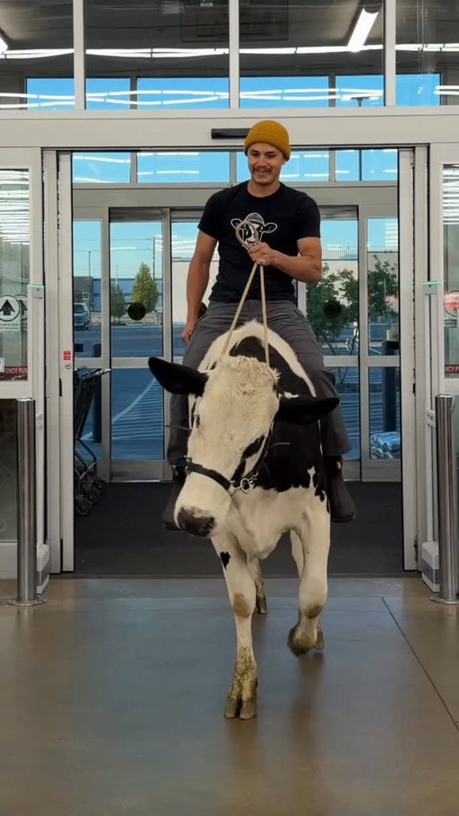 Trying to shop at @dbsupply with Buttons! #cow #brucethecow #farm #animals