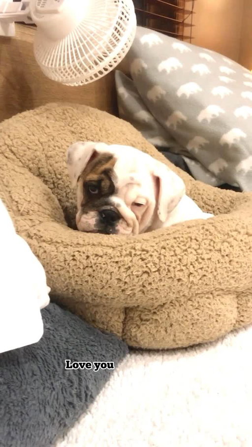 In honor of Igloo turning 9.... Here's a throwback to our favorite video of her...🥰 Miss Independent since day one 🥰 #igloo #spoiled #puppylove #dogmom #puppy