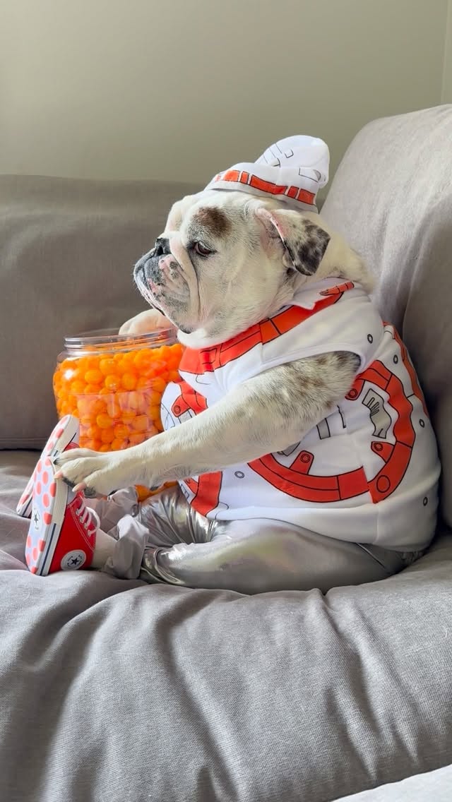 BB-8 all the cheese puffs....🤔🤦🏻‍♀️😂 May the 4th be with you! 🧡 Happy Star Wars Day everyone! 💫☄️🪐.
.
#eggnogthebulldog #starwars #starwarsday #maythe4thbewithyou #bb8
