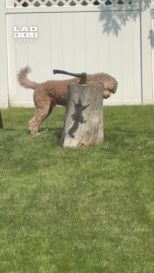 Is this the smartest squirrel ever or the dumbest dog? 😂⁠
⁠
🎥 @‌viralhog⁠
⁠
#Ireland #irish #trending #irishhumour #dogs