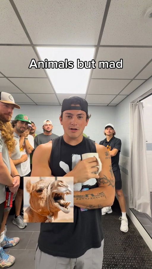 Mad Animals 😡 
#challange #cringe #animals #trynottocringe #nonchalant