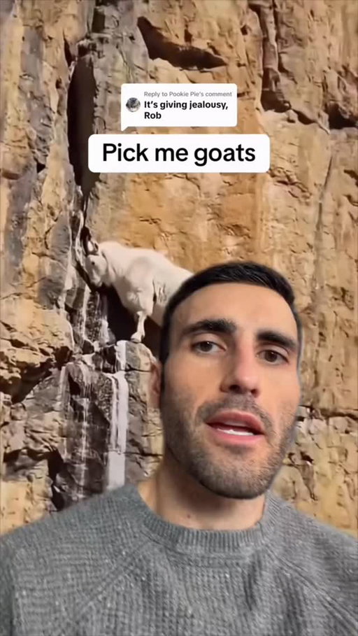 An outrageous species #goat #nature #wildlife #animals