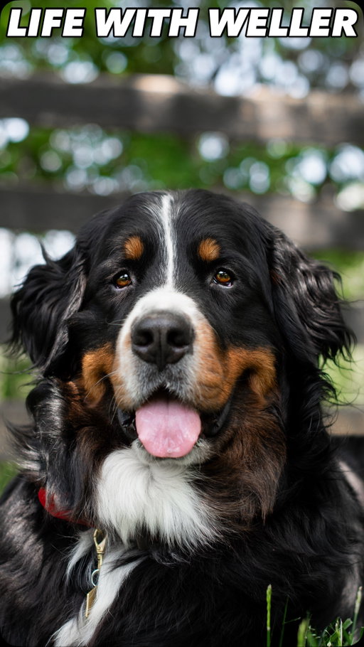 5 years with my favorite boy 🤍 

Happy Gotcha Day, Weller! 

It’s hard to believe this goofy boy has been my best friend and loyal sidekick for five whole years. They say time flies when you’re having fun, and I think we can all agree that Weller knows how to make life fun😜

After only having senior, female rescue berners, I never expected to get a male puppy just one month before I started my doctorate program in 2021. When the rescue organization called and asked if I would be interested in adopting a male puppy, something just felt right so l said yes. Turns out, that “yes” was one of the best decisions I’ve ever made and it changed my life completely. Weller is a once in a lifetime kind of dog, and I feel so lucky that he’s my boy. I truly cannot imagine life without him.