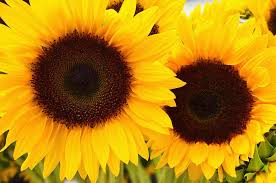 Wedding Wednesday. Sunflower or gerbera in your wedding bouquet? Tell us why! #WeddingWednesday #WeddingBouquet #SunflowerBouquet #GerberaDaisy