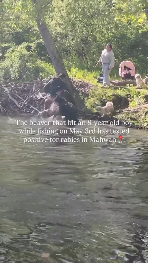 Have you heard?

The incident happened May 3 at Lake Henry in Continental Soldiers Park, where police say the animal charged and bit an 8-year-old boy who was fishing near the shoreline. Authorities later learned the beaver had also approached or attacked other visitors earlier in the day.

Animal control officers captured the beaver after it showed signs of illness, and testing later confirmed it had rabies. Anyone who may have come into contact with the animal is being urged to seek medical attention and contact the Mahwah Township Health Department.

Officials reminded residents to avoid wildlife, noting that any warm-blooded animal can carry rabies. While beavers are generally not aggressive toward humans, experts say unusual behavior can occur if the animal is sick, threatened, or infected with rabies.

-

Looking to find/host local events in your town? Follow @towns_of + check the link in our bio to learn more. 

#bergencounty #bergencountynj #northjerseynews #njnews #mahwahnj