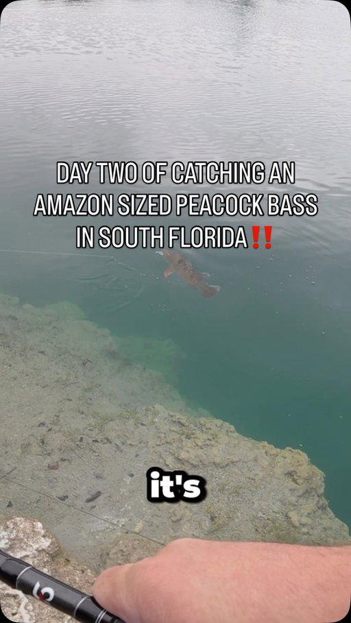 DAY 2 OF TRYING TO CATCH AN AMAZON SIZED PEACOCK BASS IN SOUTH FLORIDA‼️

•
•

Today I used the Smart Baits Thump Swim that I got in my @mysterytacklebox (link in bio) and managed to catch this decent one. No amazon sized fish yet but I have an idea about what might get them tomorrow‼️

•
•

#fish #fishing #florida #reels #trending