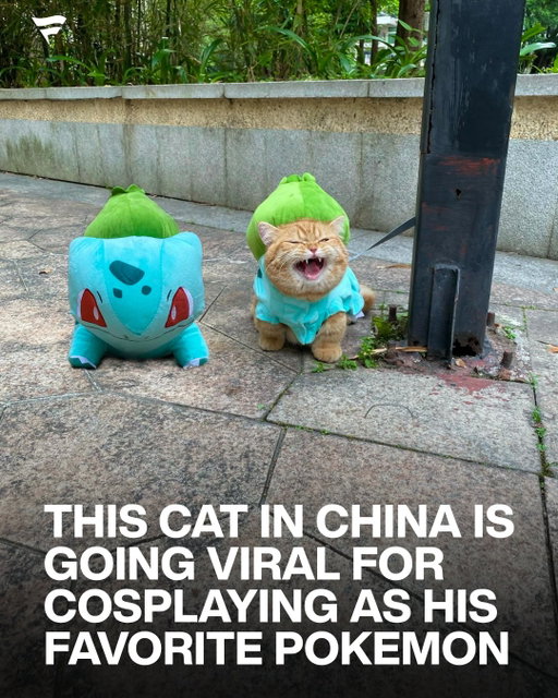 Bulbasaur finally found its trainer 😭

A cat owner in Guangdong has been going viral for dressing their orange cat, Liu Liu, as Bulbasaur complete with the little bulb backpack and an all-time range of expressions.

The photos somehow make it feel less like cosplay and more like Liu Liu’s natural form.

(via 刘刘不流泪/RedNote)
