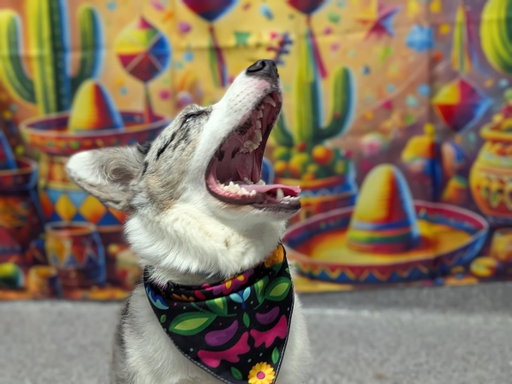 Cinco De Doggo for the pups at @k9resorts_hilliard 

I love knowing my fur babies are loved and safe when they are at their second favorite home ♥️🫶🏻

#kingcharlescavalier #corgi