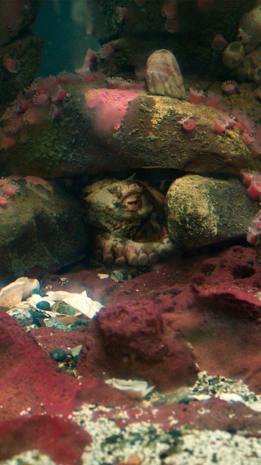 Os presentamos a Marcellus, un pulpo majísmo #CriaturasLuminosas ya disponible.
