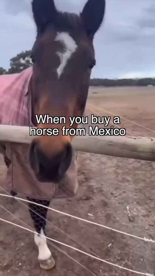 These horses are a different breed 😍😂
@mrchuy @jaymendoza #caballo #horse #mexico