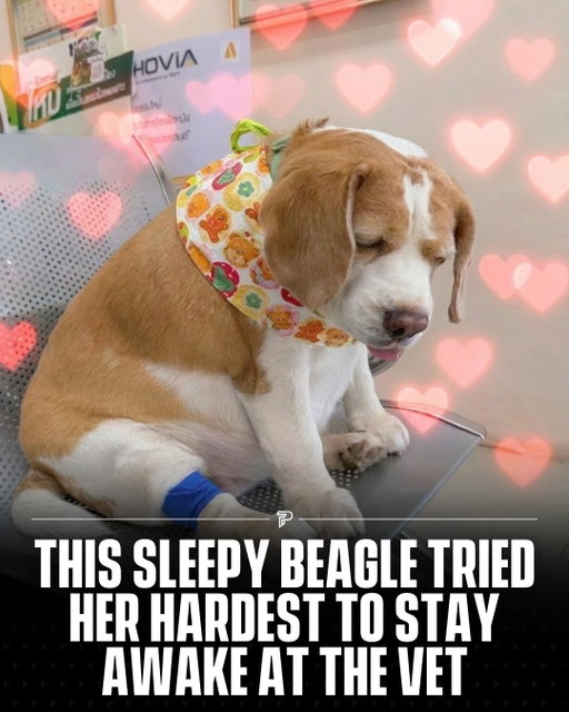 Mootoo, a beagle from Thailand known for her permanently sleepy expression, is once again making people laugh online after a video showed her fighting to stay awake during a vet visit.

The internet fell in love with her dramatic side-eyes and exhausted facial expressions, with many people joking that she looks “done with everything” at all times.

Even while dealing with hypothyroidism, Mootoo continues to charm millions online with her calm personality and unintentionally hilarious reactions.

Via: @bigmootoo

-

#Viral #Pubity