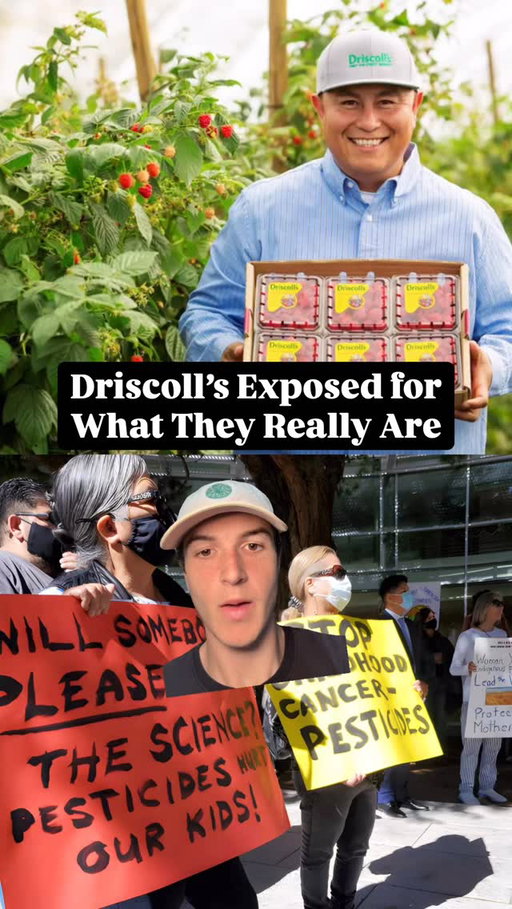I wish this was fake but residents near Driscoll’s berry farms report a 38% higher incidence of childhood cancer.

Santa Cruz County is the heart of California’s $3B strawberry industry and home to Driscoll’s world headquarters.

Coincidentally, it also has the second-highest childhood cancer rate of any county in California. 

At 22.5 childhood cancers per 100,000 children, the rate is more than 38% above the statewide average of 16.3.

Over 5,060 acres of pesticides linked to those same cancers are sprayed in the Pajaro Valley every year to grow 40% of California’s strawberries.

Worst of all, it’s often next to schools and homes where children spend most of their time.

According to the latest data, over 2,000,000 pounds of pesticides were applied just in this school district’s area alone. 

Driscoll’s is reported to apply two together:
 1. 1,3-D: fumigant used to sterilize the soil, officially listed by the state as a carcinogen, causes tumors in multiple animal studies
  2. Chloropicrin: originally deployed as a chemical weapon in World War I, so toxic that it kills or disables test animals before scientists can even evaluate its long-term carcinogenicity

But yeah it’s probably just a coincidence all the kids are getting cancer?

This is why you need to be buying local and seasonal fruit.

Do not trust major corporations to do the right thing for our food or health.