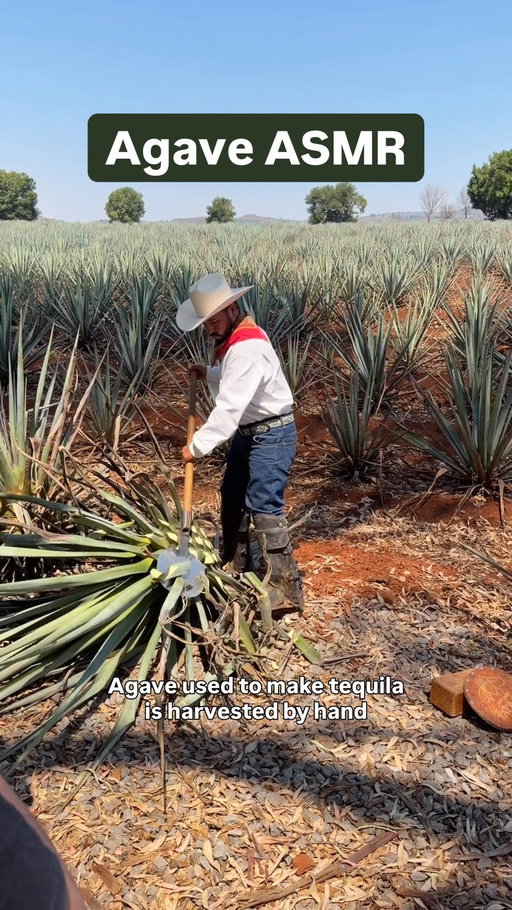 Before agave can become tequila, it must be harvested by hand. This is the work of a Jimador 

The sounds are extremely satisfying but the work is hard

Think about all the effort people put into your tequila the next time you sip on a margarita

Thank you @patron for the demonstration 

#jimador #agave #tequila #asmr #jalisco