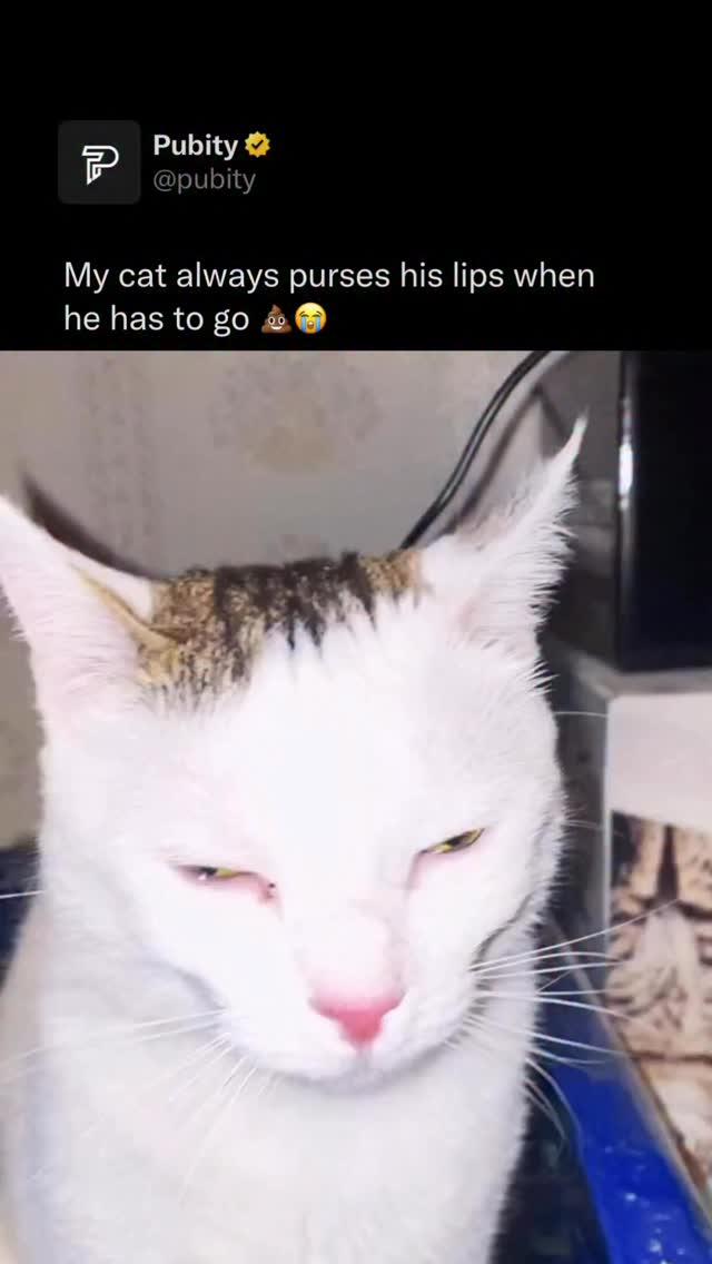🚽 

Cats make exaggerated facial expressions during bathroom use because the act of defecating triggers the vagus nerve, which runs from the brainstem all the way through the digestive tract and can cause involuntary physical responses including squinting, lip pressing, and full body tension. This is the same nerve responsible for the human phenomenon of feeling suddenly calm or even euphoric after using the bathroom. Scientists call it the “defecation reflex,” and it is completely normal across nearly all mammals. She is not in distress. She is just deeply, privately unbothered and somehow still judging you. 

(Via Collab) 

#cats #funny