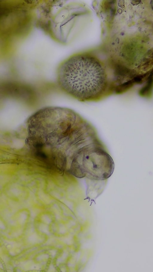 A tardigrade is difficult to see without magnification, yet it lives in moss growing in everyday places. With a soaked sample and a microscope, you can observe these tiny—but giant in their own world—animals crawl around. Nat Geo Explorer @arielwaldman shares more fascinating details about these microwildlife species.