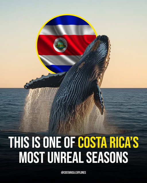 Costa Rica’s coastline becomes one giant whale watching show during this time of year 🐋✨

What happens during Costa Rica’s whale season:

Humpback whales migrate from Antarctica to Costa Rica’s warmer Pacific waters every year 🌊

Whale season usually begins around May and turns the coastline into one of the best wildlife destinations in Central America

Marino Ballena National Park is famous for spotting massive whale breaches close to shore

Coastal towns like Uvita and Dominical offer unforgettable whale watching tours 🚤

Seeing humpback whales in the wild is easily one of Costa Rica’s most magical natural experiences

Would you add whale season in Costa Rica to your travel bucket list? 👀✨

📍 Costa Rica 🇨🇷