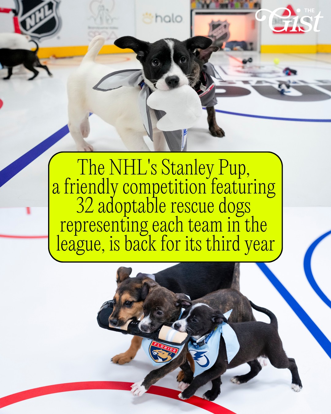 All 32 NHL teams will be represented by an adoptable rescue dog. 🥹🫶⁣
⁣
The Stanley Pup is back for its third year! During this 90-minute special, a lineup of adoptable pups will face off in a friendly competition, showcasing their canine skills and puppy puck handling on a miniature rink. 🏒⁣
⁣
Last year's Stanley Pup helped many sweet dogs, including Cole Pawfield, Quinn Chews, Sidney Pawsby and more, find their forever homes. ❤️⁣
⁣
The show will premiere on June 8 on truTV and simulcast on HBO Max in the U.S. (9:30 p.m. ET) and on Sportsnet in Canada (8 p.m. ET). The show will also air on NHL Network on June 10 (8 p.m. & 10:30 p.m. ET) and will be available on the NHL’s YouTube channel on June 9. 📺⁣
⁣
#menssports #hockey #dogs #nhl #stanleypup