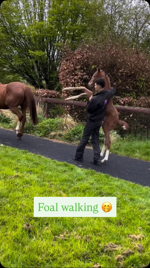 With foaling season almost done we thought we would throwback to one very cheeky little foal 😆😇🤭 

#Racingrunsinus