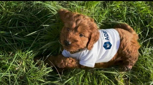 Our newest ADF recruit 🐾 ... hasn’t quite mastered facilities yet, but definitely knows how to work a camera 🐶