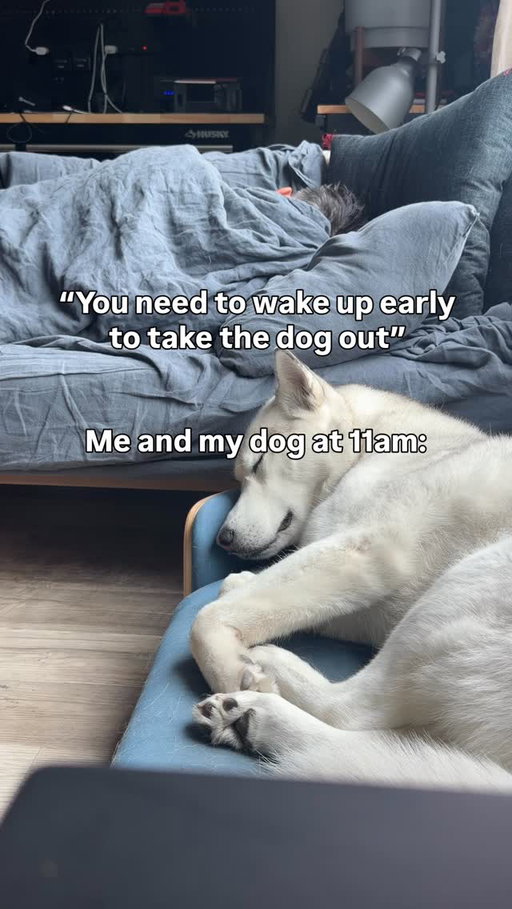 She’s been hitting the snooze button I swear #husky #huskylovers #huskyofinstagram