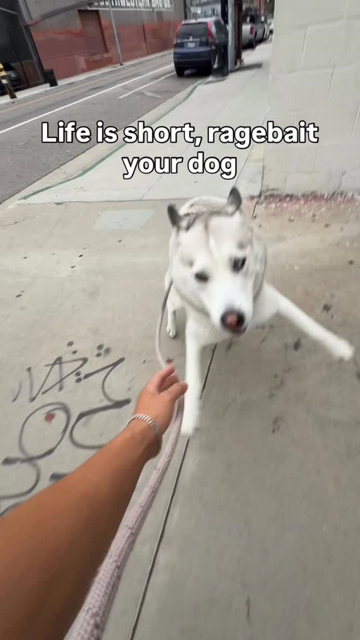 Too easy 😅 Follow for more shenanigans #husky #huskylovers #huskyofinstagram