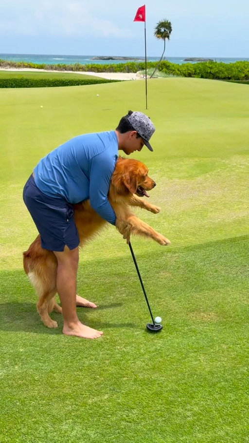 Good boy… bad read 🤣

Hole #4 @theabacoclub 

#golf #bahamas #dog #goldenretriever