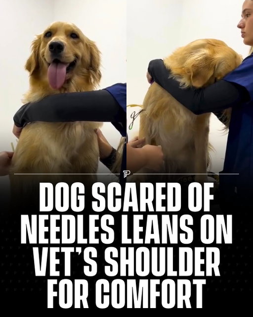 Some dogs try to run away from the vet, this one just needed a little comfort. 🥺❤️

The nervous pup leaned on the veterinarian’s shoulder before getting a shot, and the moment is melting hearts online.

Via: @amora.campagnac

#wholesome #pubity #viral