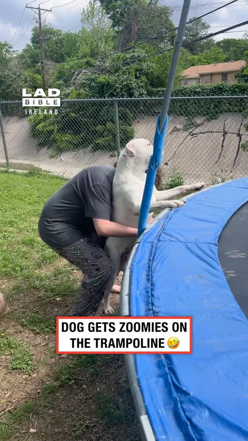 Dogs are literally just big kids 😂⁠
⁠
🎥 @‌viralhog⁠
⁠
#Ireland #irish #trending #irishhumour #dogs