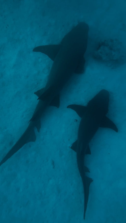Okay, so let's talk about this one.

First and foremost, I do believe @ishowspeed has done an amazing job helping people through his donations and videos, which I must admit I have enjoyed.

With that being said, as a shark conservationist, a marine biology student, and someone deeply passionate about the ocean, seeing sharks treated like domesticated animals is pissing me off, despite his recognition and achievements.

Why am I mad? Because this is very dangerous. People like @ishowspeed have a lot of power by owning such a huge platform to raise awareness and treat wildlife well, because if his fans saw it, they would do it too, but that doesn't bring in as many likes and views as jumping on sharks and holding them above the water. I guess.

What I want to say is that people who have seen this video will attempt to do the same. Despite nurse sharks being a very calm shark species and having a notorious reputation for that, there were still accidents because people didn't pay much attention and then blamed the shark. Additionally, nobody would even attempt this with other species, such as tiger sharks, so why them?

I want to avoid more people getting bitten by them, because it's always their fault, even though the reality behind it is different.

Don't hate; educate yourself before entering the water with sharks, support ethical places that don't exploit for profit, and join professionals who understand sharks and their behaviour to avoid accidents.