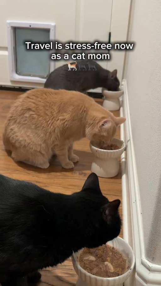 if you have a cat and travel… this actually changes everything 🐈‍⬛✈️
 no more asking people to come scoop, no stress, just peace of mind #LitterRobot #Whisker #CatParentLife #PetTech #TravelWithPets