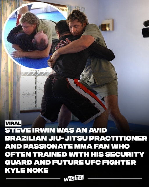 Steve Irwin was a passionate mixed martial arts fan and a serious grappler, who built a custom training cage at Australia Zoo to spar with his bodyguard, future UFC fighter Kyle Noke. Irwin hired Noke in 2003, originally as security, but quickly repurposed him into a personal sparring partner and trainer. Together they worked through boxing, wrestling, and Brazilian Jiu-Jitsu, holding regular sessions at the zoo gym.

At 6-foot-2 and over 220 pounds, with decades of wrestling crocodiles behind him, Irwin had a dominant top-game that Noke has described in interviews as nearly impossible to escape. The two trained every Wednesday, and Irwin reportedly slept poorly the nights before, sometimes shadowboxing in the gym at 2 a.m. before sessions started. Noke went on to compete in the UFC after Irwin's death in 2006, eventually building a 12-fight UFC career.

Irwin wanted to test his skills in a sanctioned MMA bout. His producers and publicists refused, fearing damage to his family-friendly global brand. A proposed charity fight never moved forward.

Sources: Kyle Noke (Las Vegas Sun, GrangeTV podcast), The MAC Life, theScore.
