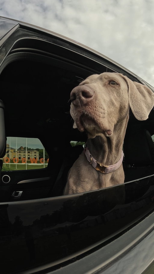 POV: Treats acquired at Goodwoof 2026.

#Discovery

—​

Models shown are Discovery and Discovery Sport with optional features and accessories. Availability/specification vary by market, check with your local retailer. Animal welfare maintained at all times.